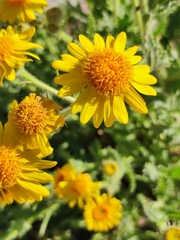 Thymophylla pentachaeta