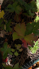 Geranium viscosissimum
