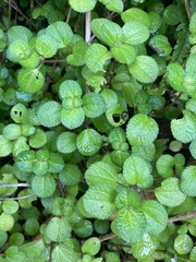 Pilea nummulariifolia