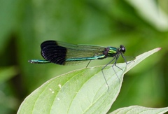 Calopteryx aequabilis