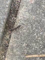 Odontomachus haematodus