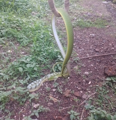 Ahaetulla prasina