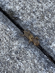 Neoscapteriscus vicinus