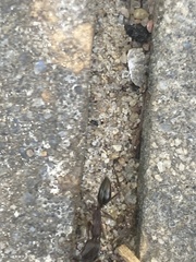 Odontomachus haematodus