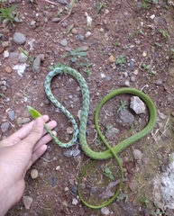 Ahaetulla prasina