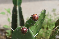 Opuntia cochenillifera