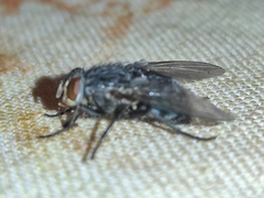 Calliphora