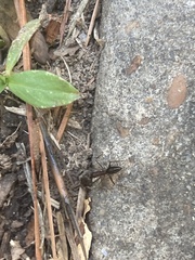 Odontomachus haematodus