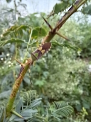 Prismatocerus prominulus