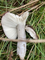 Russula xerampelina