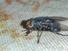 Calliphora