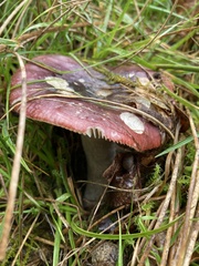 Russula xerampelina