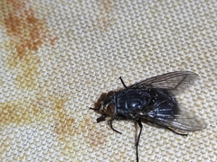 Calliphora