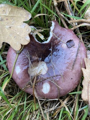 Russula xerampelina