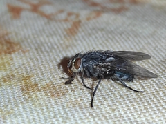 Calliphora