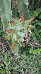 Selenicereus undatus