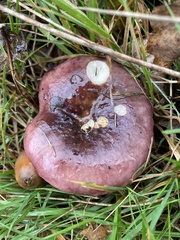 Russula xerampelina