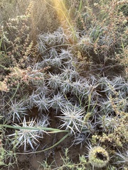 Grusonia clavata