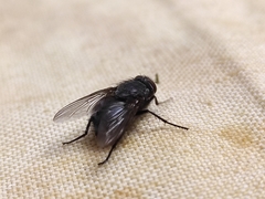 Calliphora