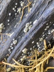 Semibalanus balanoides