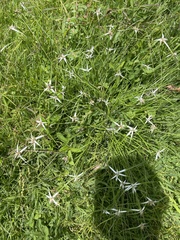 Rhynchospora nervosa