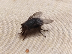 Calliphora