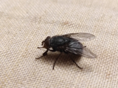 Calliphora