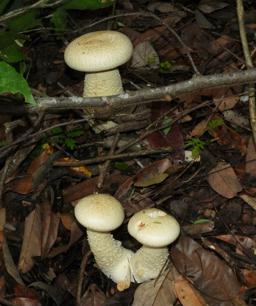 Macrocybe titans · October 2022 · photo: © siddantas (iNaturalist, cc-by-sa)