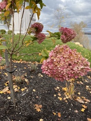 Hydrangea paniculata