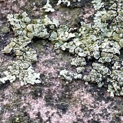 Lecanora polytropa