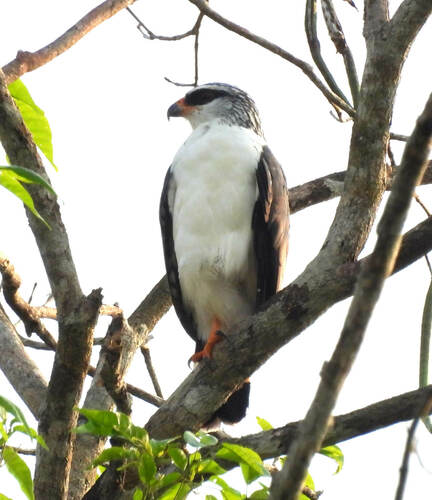 White-browed Hawk