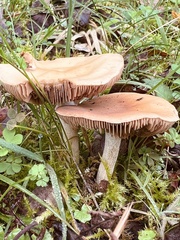 Lepista personata