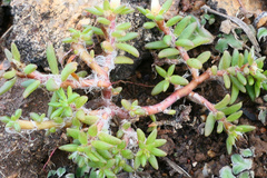 Portulaca halimoides