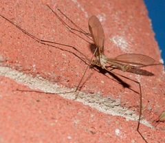 Tipula paludosa