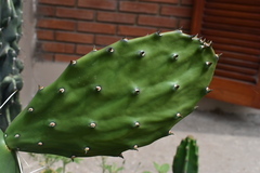 Opuntia cochenillifera