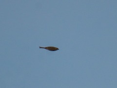 Emberizidae