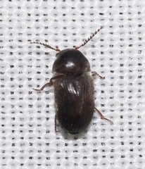 Xyletinus laticollis