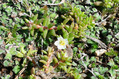 Portulaca halimoides