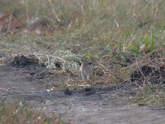 Emberiza