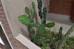 Opuntia cochenillifera