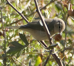 Phylloscopus collybita