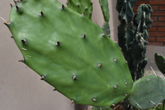 Opuntia cochenillifera