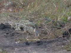 Emberiza