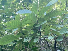 Guettarda ovalifolia