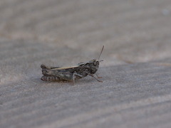 Omocestus haemorrhoidalis