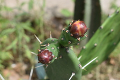 Opuntia cochenillifera