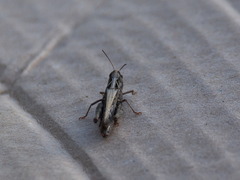 Omocestus haemorrhoidalis