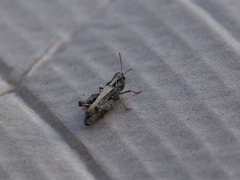 Omocestus haemorrhoidalis