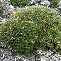 Grimmia pulvinata