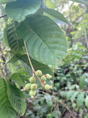 Guettarda ovalifolia